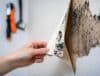Picture of mold removatl services in Phoenix and Tucson.